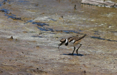 Juvenile Killdeer