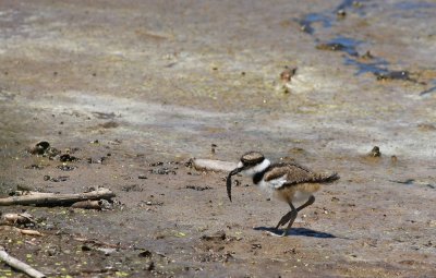 Juvenile Killdeer