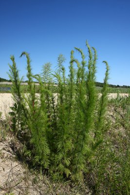 Eupatorium capillifolium- (Dog Fennel)