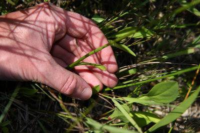 Spiranthes vernalis- Spring Ladies Tresses