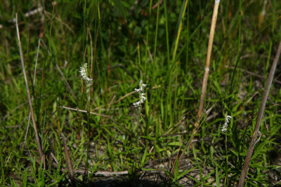 Spiranthes vernalis- Spring Ladies Tresses