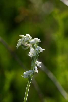 Spiranthes vernalis- Spring Ladies Tresses