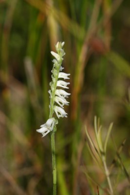 Spiranthes vernalis- Spring Ladies Tresses