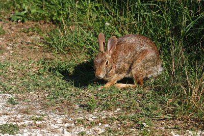 Eastern Cottontail