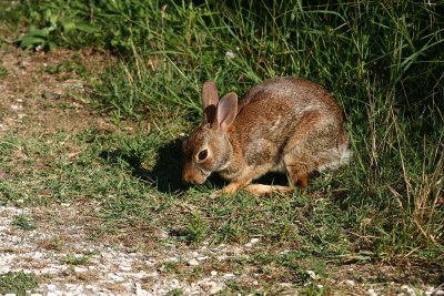 Eastern Cottontail