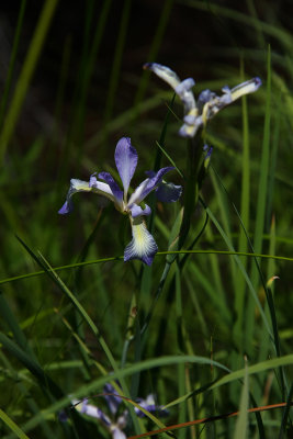 Slender Blue Flag Iris (Iris prismatica)