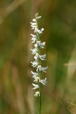 Spiranthes vernalis- Spring Ladies Tresses