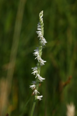 Spiranthes vernalis