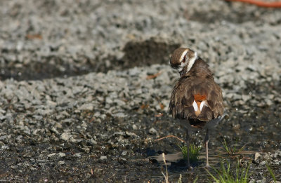 Killdeer