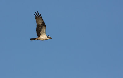 Osprey