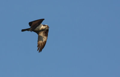 Osprey