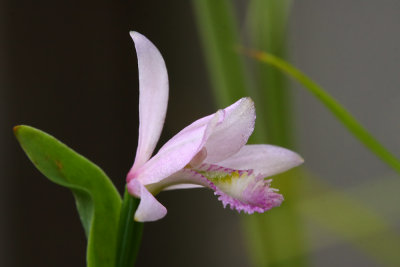 Rose Pogonia Orchid (Pogonia ophioglossoides)