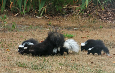 Skunk family!