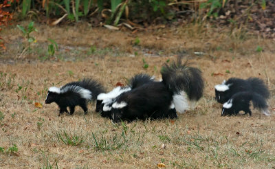 Skunk family!
