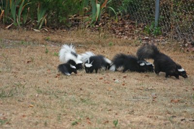 Skunk family!