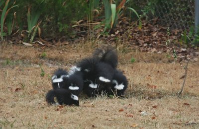 Skunk family!
