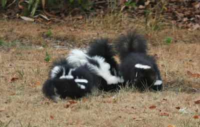 Skunk family!