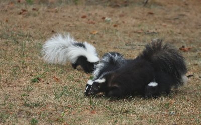 Skunk family!