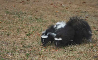 Skunk family!