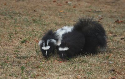 Skunk family!