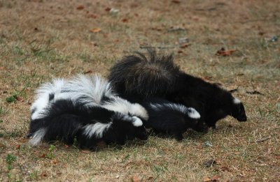 Skunk family!