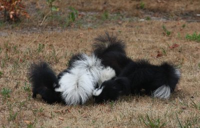 Skunk family!