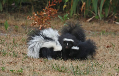 Skunk family!