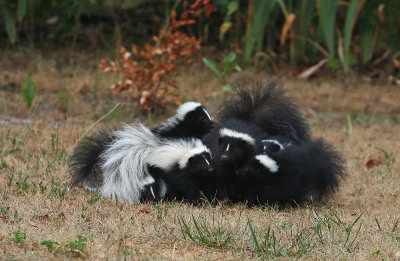 Skunk family!