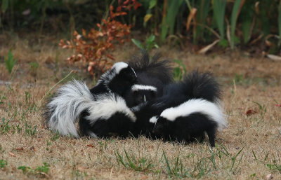 Skunk family!