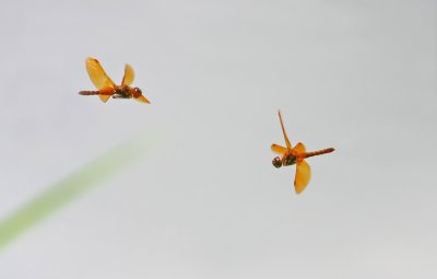 Eastern Amberwing Dragonflies