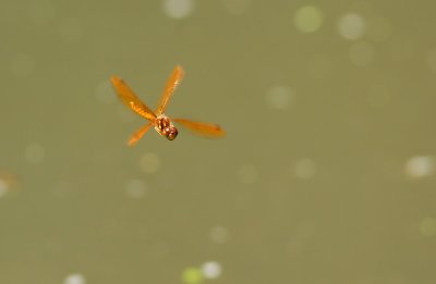 Eastern Amberwing Dragonfly