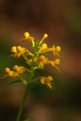 Orange Crested Orchid (Platanthera cristata)