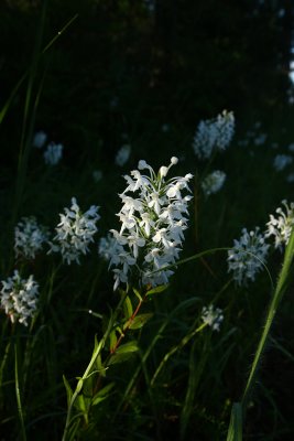 White-fringed Orchids (Platanthera blephariglottis)