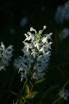 White-fringed Orchids (Platanthera blephariglottis)