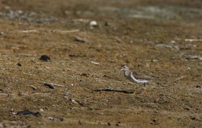 Spot-LESS Spotted Sandpiper