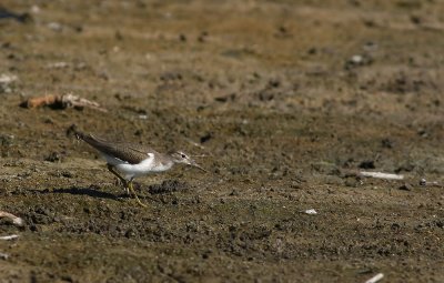 Spot-LESS Spotted Sandpiper