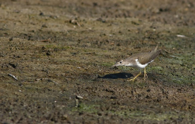 Spot-LESS Spotted Sandpiper