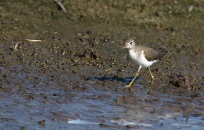 Spot-LESS Spotted Sandpiper