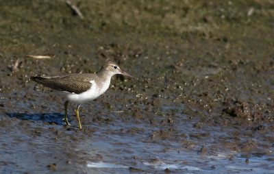Spot-LESS Spotted Sandpiper