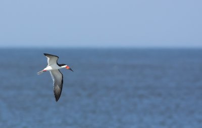 Black Skimmer