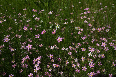 Salt Marsh Pink (Sabatia stellaris)