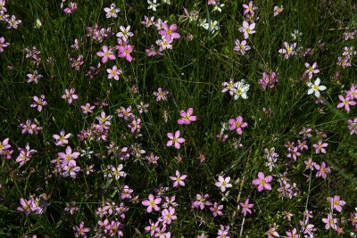 Salt Marsh Pink (Sabatia stellaris)