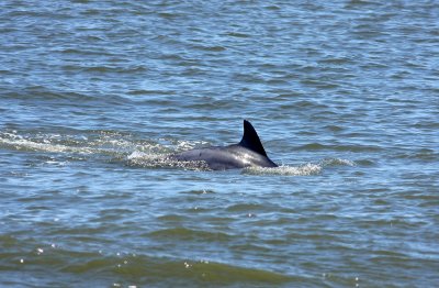 Bottlenose Dolphin