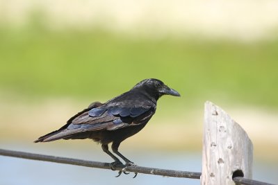 Fish Crow
