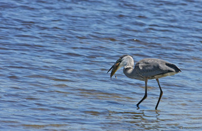 Great Blue Heron with a fish!