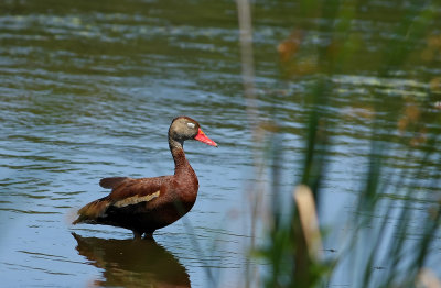 Black-bellied Whistling Duck!