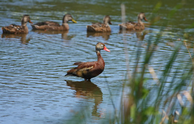 Black-bellied Whistling Duck!