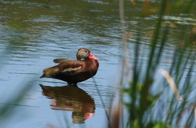 Black-bellied Whistling Duck!