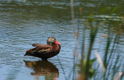 Black-bellied Whistling Duck!