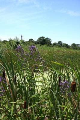 Blue Vervain (Verbena hastata)